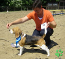 Beagle Odetta von Rekkas Holzhütte und Nelly Kraemer